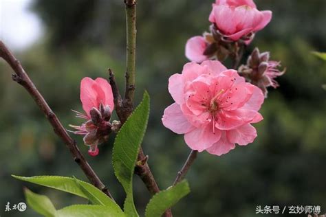 桃花運變好|桃花運的爛桃花是什麼意思？如何化解爛桃花？如何增。